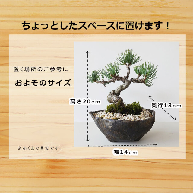 八房五葉松
