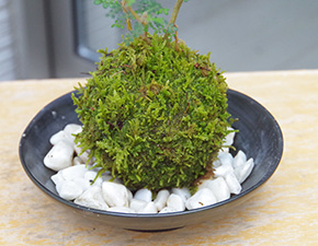 ソフォラ苔玉2016i