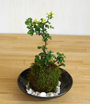 白長寿梅苔玉2016c