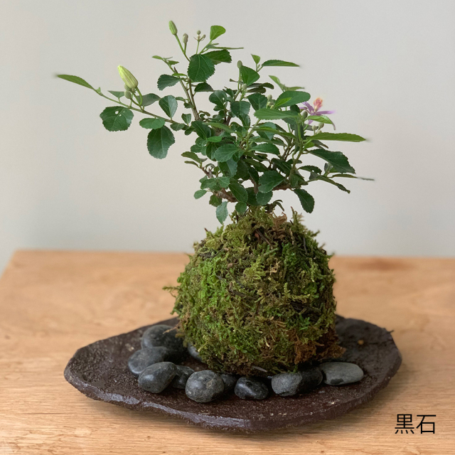 みかりんさま専用】皐月盆栽「玉蓮」 皐月盆栽光琳 【公式通販】