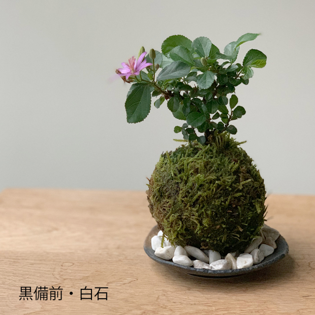 suirenkurobisiro.jpg?t=