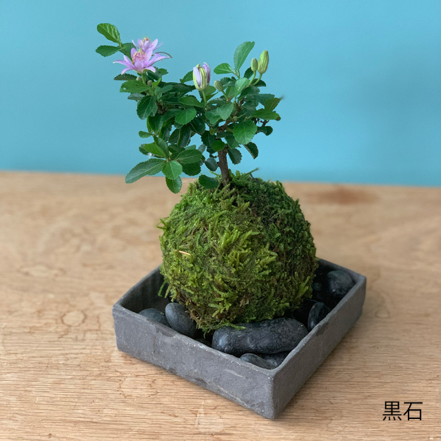 スイレンボク苔玉