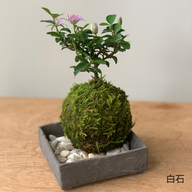 スイレンボク苔玉