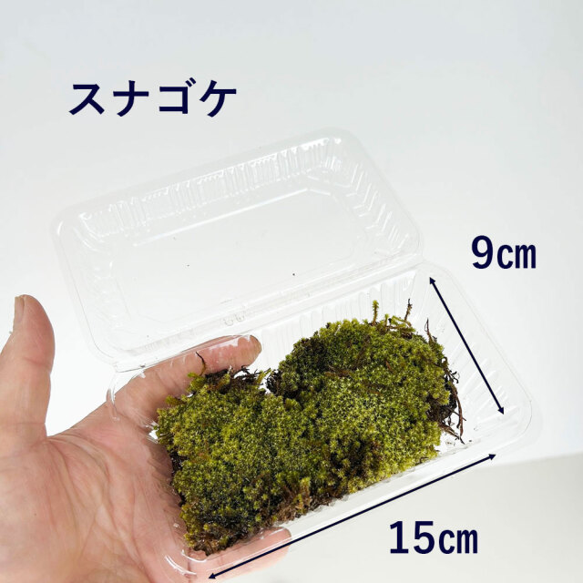 スナゴケ