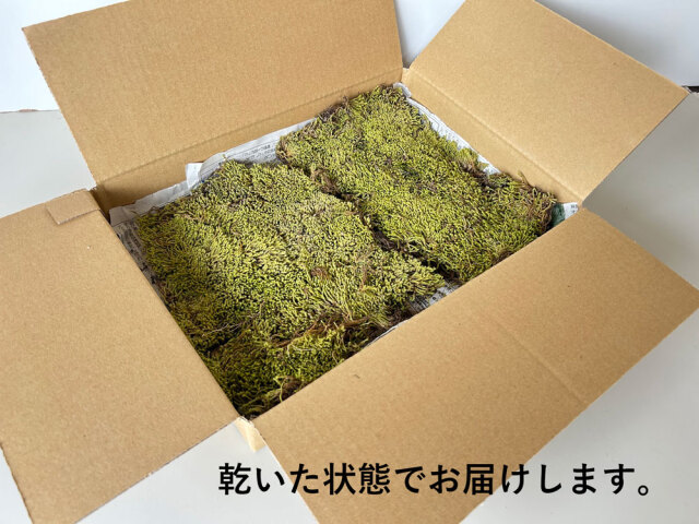 スナゴケ