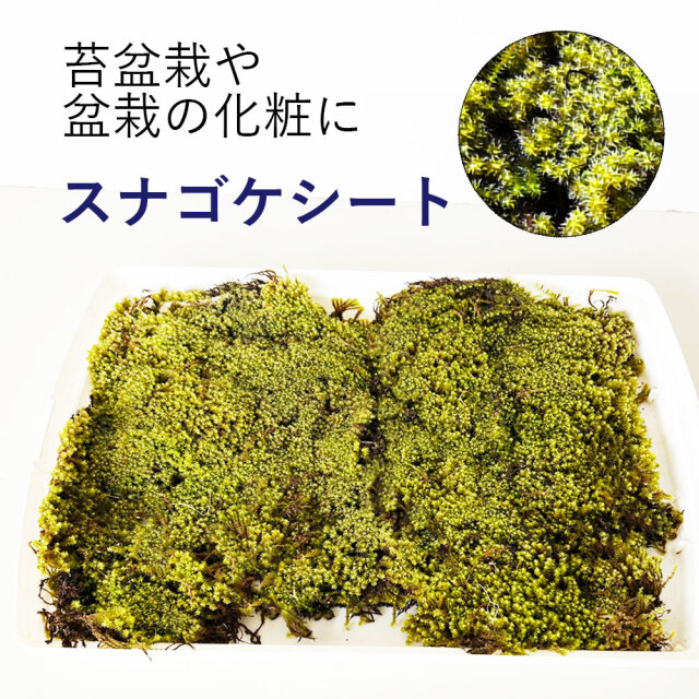 たっぷり スナゴケ シート すなごけ 苔 盆栽作り 32*23