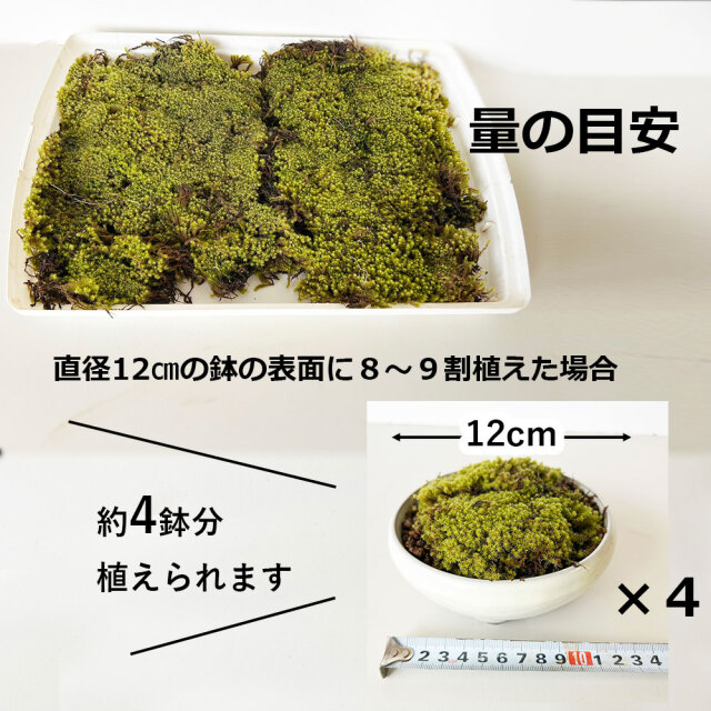 スナゴケ