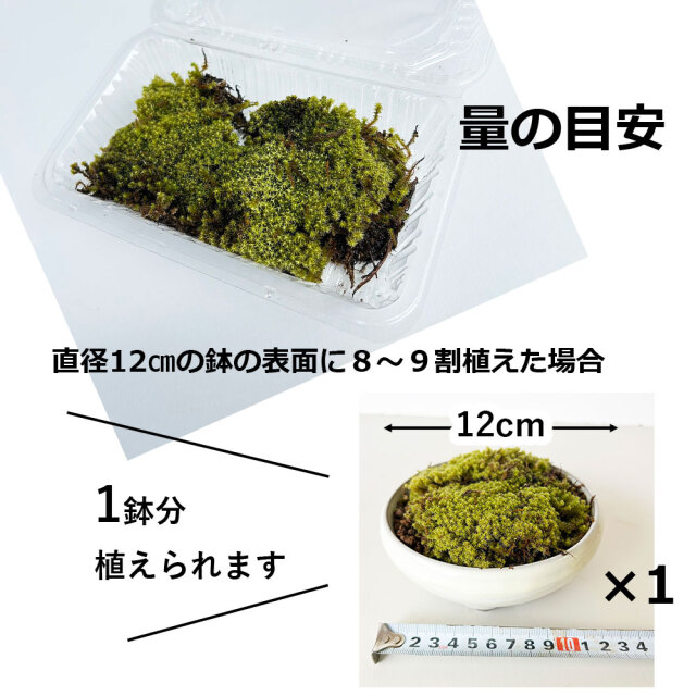スナゴケ
