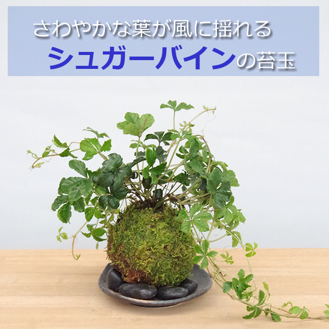 シュガーバイン苔玉