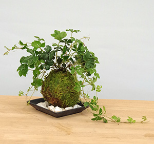 シュガーバイン苔玉