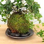 シュガーバイン苔玉