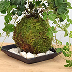 シュガーバイン苔玉