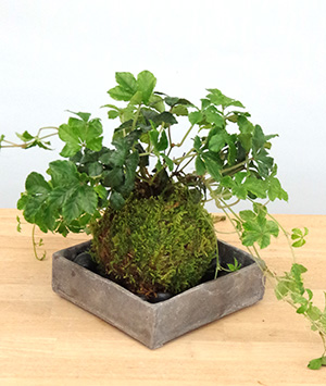 シュガーバイン苔玉