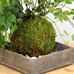 シュガーバイン苔玉