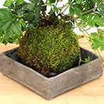 シュガーバイン苔玉