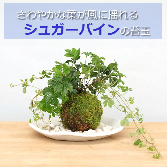 シュガーバイン苔玉