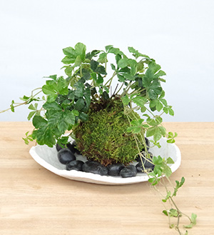 シュガーバイン苔玉