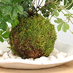 シュガーバイン苔玉