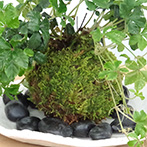 シュガーバイン苔玉