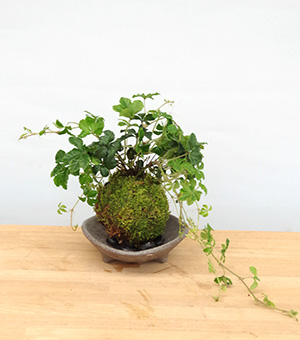 シュガーバイン苔玉
