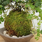 シュガーバイン苔玉