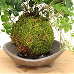 シュガーバイン苔玉