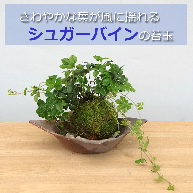 シュガーバイン苔玉