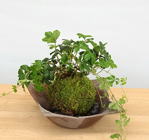 シュガーバイン苔玉