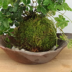 シュガーバイン苔玉