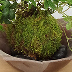 シュガーバイン苔玉