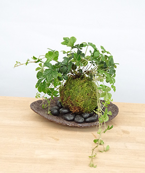 シュガーバイン苔玉