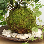 シュガーバイン苔玉