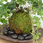 シュガーバイン苔玉