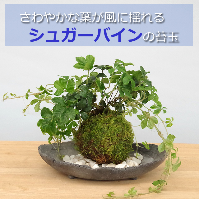 シュガーバイン苔玉