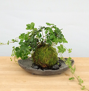 シュガーバイン苔玉