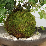シュガーバイン苔玉
