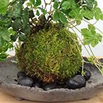 シュガーバイン苔玉