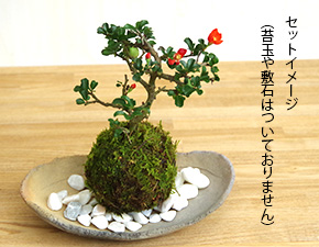 苔玉炭化焼締器2016g