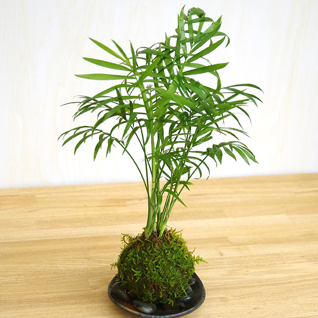 テーブルヤシ苔玉2016