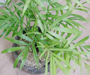 テーブルヤシ鉢植え炭化焼2015b