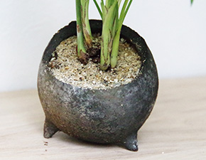 テーブルヤシ鉢植え炭化焼2015f