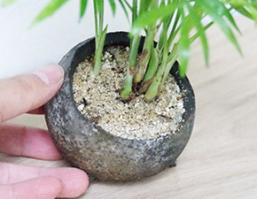 テーブルヤシ鉢植え炭化焼2015g