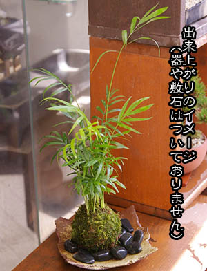 テーブルヤシ苔玉キット20130c