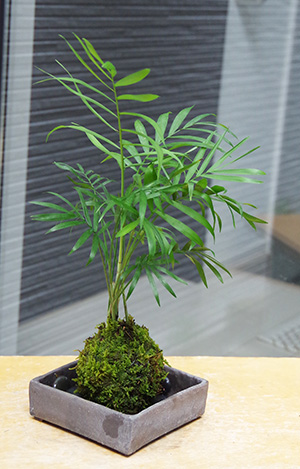 テーブルヤシ苔玉焼締角器2016c