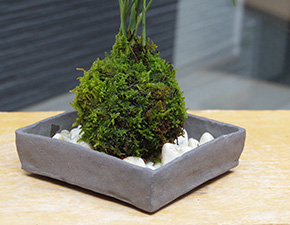 テーブルヤシ苔玉焼締角器2016h