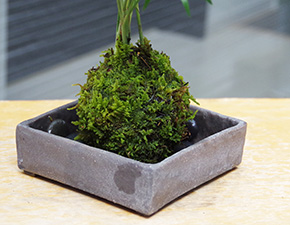 テーブルヤシ苔玉焼締角器2016i