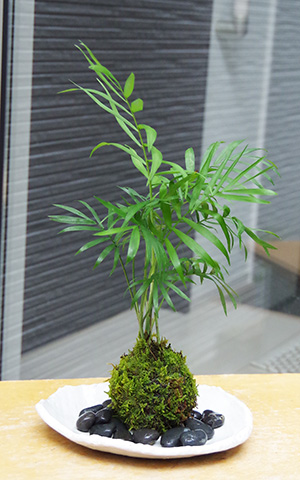 テーブルヤシ苔玉楕円白粉引器2016c