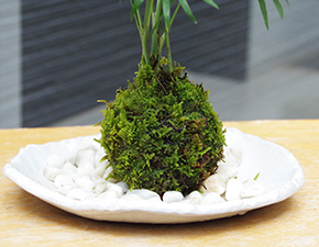 テーブルヤシ苔玉楕円白粉引器2016h