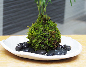 テーブルヤシ苔玉楕円白粉引器2016i