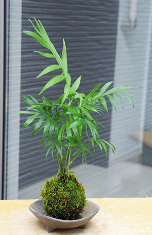 テーブルヤシ苔玉三つ足灰器2016c